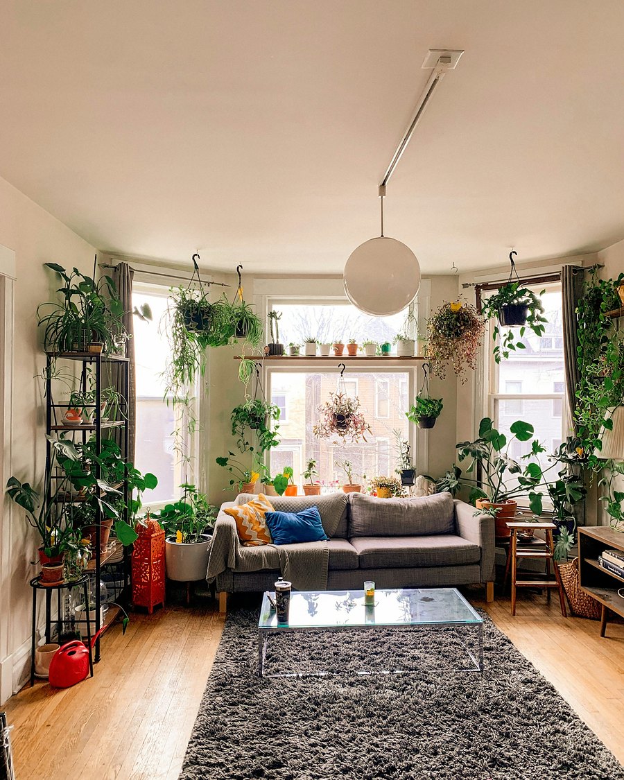 A sunny living room full of plants